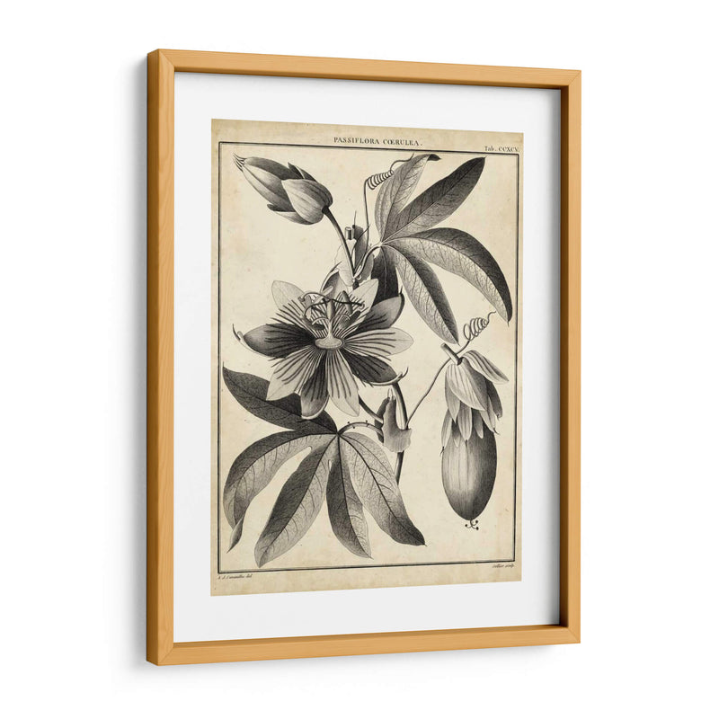 Passiflora Iii - Sellier | Cuadro decorativo de Canvas Lab