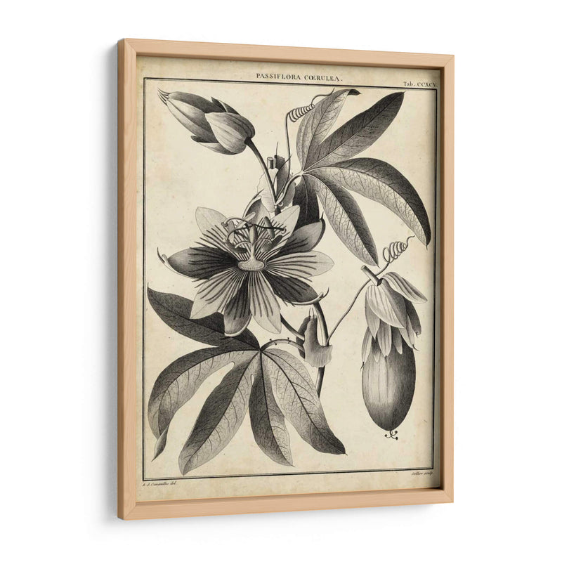 Passiflora Iii - Sellier | Cuadro decorativo de Canvas Lab