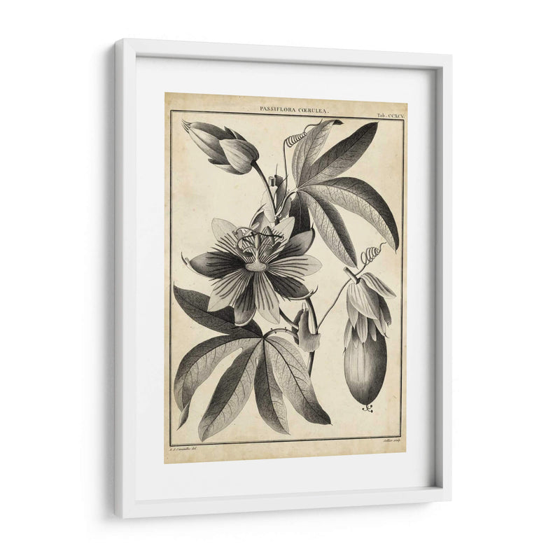 Passiflora Iii - Sellier | Cuadro decorativo de Canvas Lab