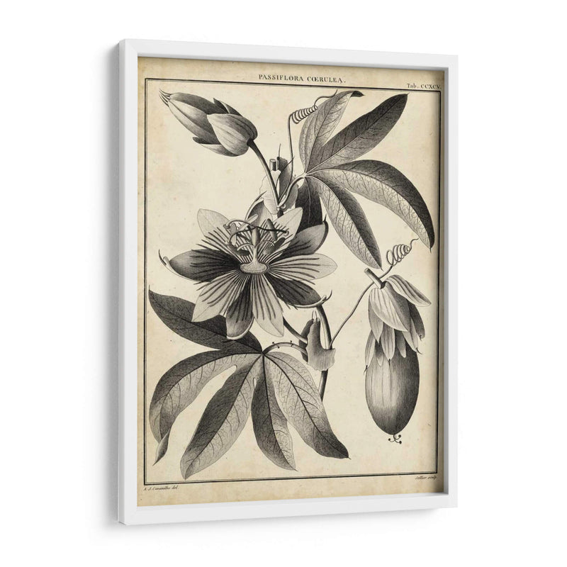 Passiflora Iii - Sellier | Cuadro decorativo de Canvas Lab