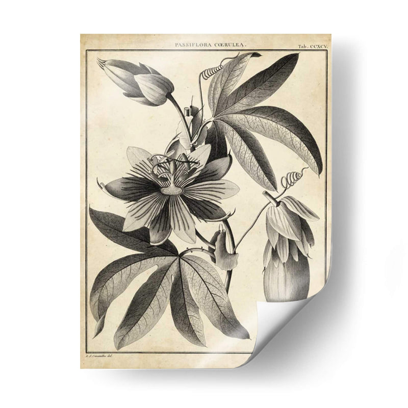 Passiflora Iii - Sellier | Cuadro decorativo de Canvas Lab