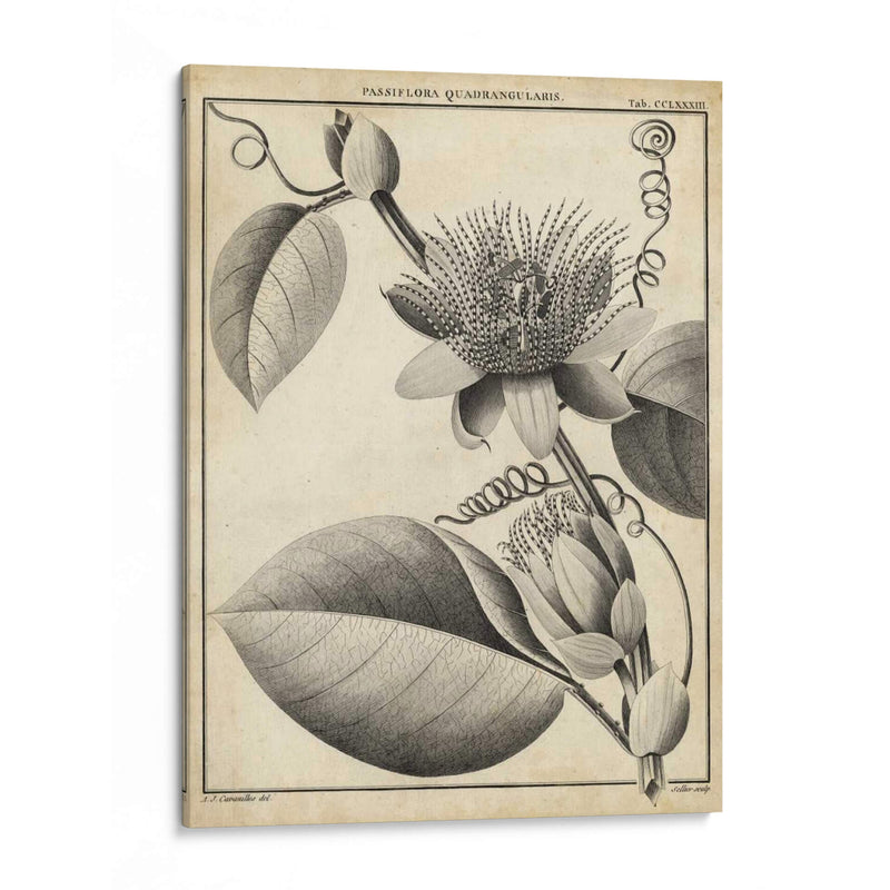 Passiflora Iv - Sellier | Cuadro decorativo de Canvas Lab