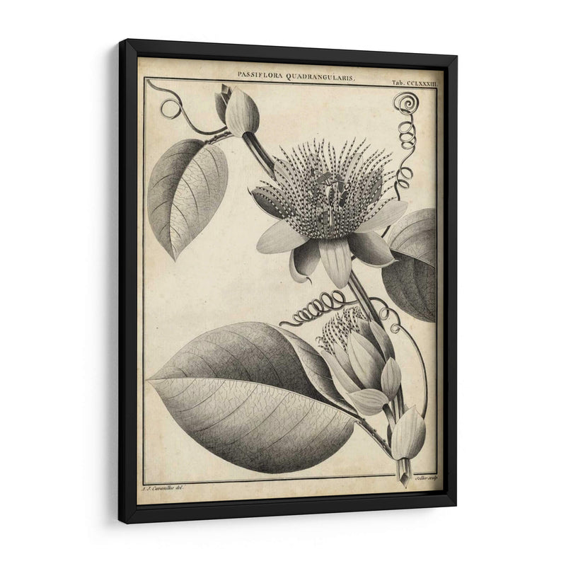 Passiflora Iv - Sellier | Cuadro decorativo de Canvas Lab