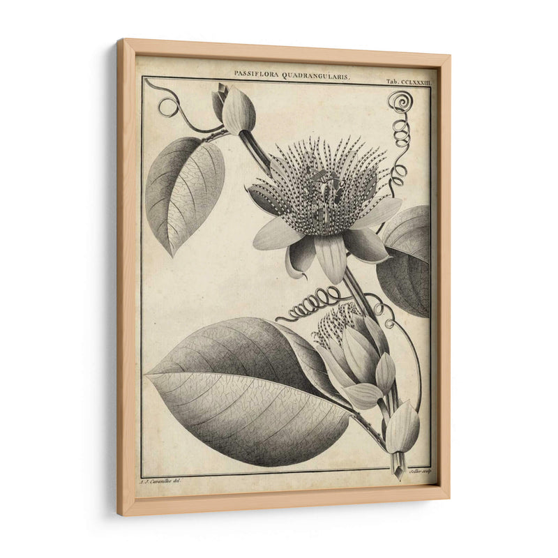 Passiflora Iv - Sellier | Cuadro decorativo de Canvas Lab