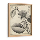 Passiflora Iv - Sellier | Cuadro decorativo de Canvas Lab