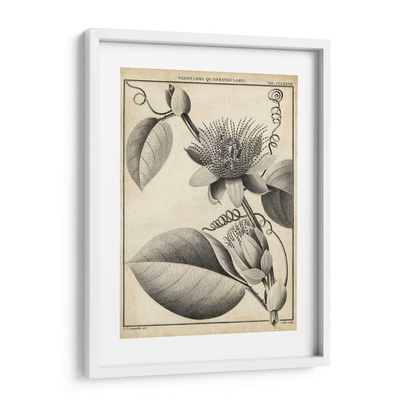 Passiflora Iv - Sellier | Cuadro decorativo de Canvas Lab