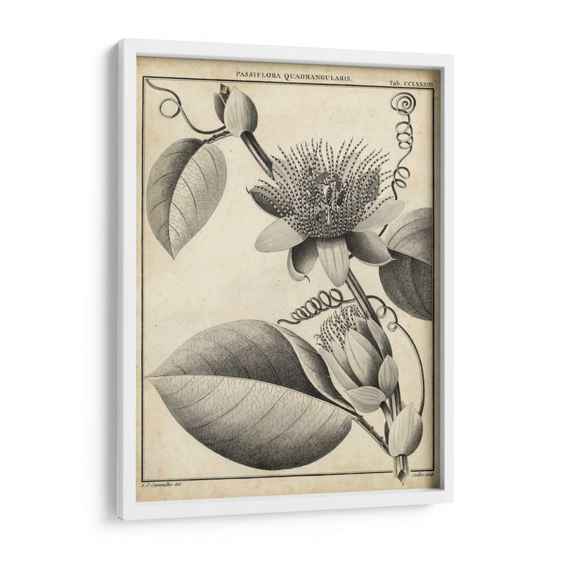 Passiflora Iv - Sellier | Cuadro decorativo de Canvas Lab