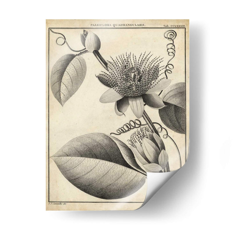 Passiflora Iv - Sellier | Cuadro decorativo de Canvas Lab