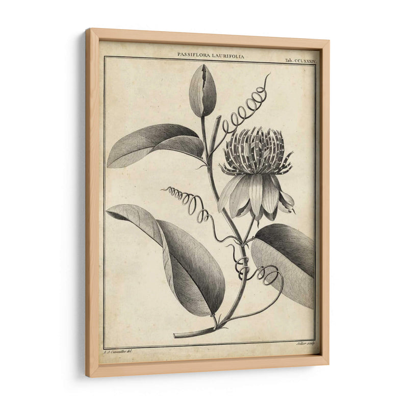 Passiflora V - Sellier | Cuadro decorativo de Canvas Lab