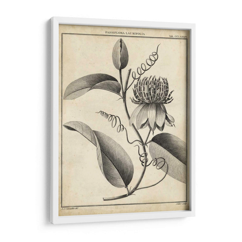 Passiflora V - Sellier | Cuadro decorativo de Canvas Lab