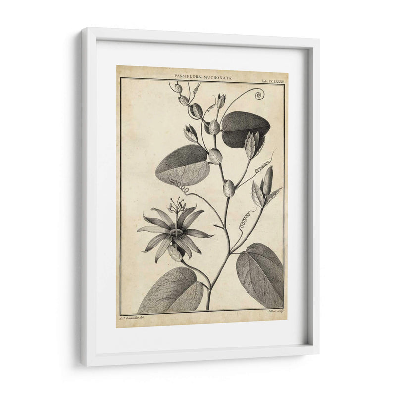 Passiflora Vi - Sellier | Cuadro decorativo de Canvas Lab