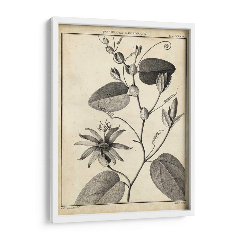 Passiflora Vi - Sellier | Cuadro decorativo de Canvas Lab