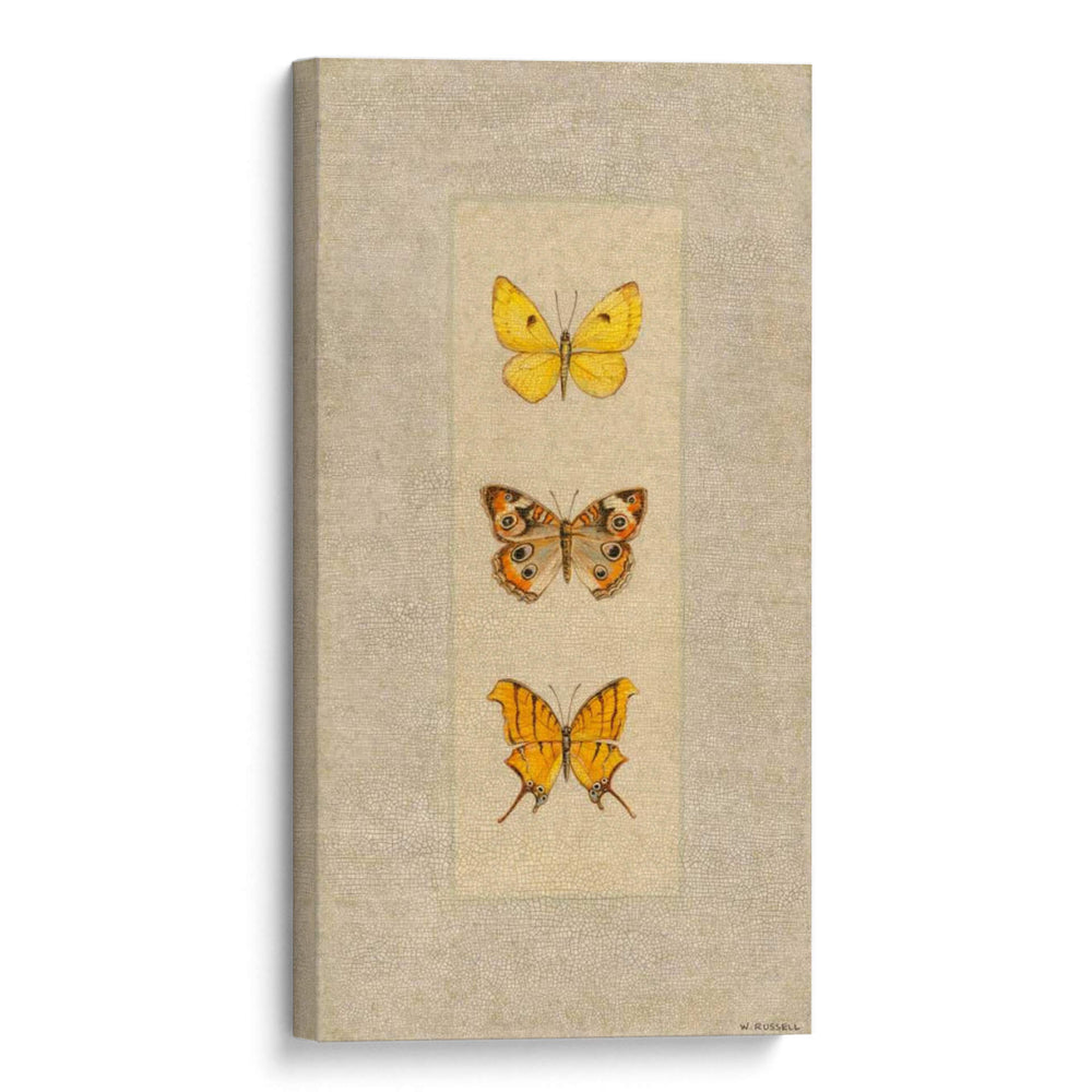 Mariposa Trio I - Wendy Russell | Cuadro decorativo de Canvas Lab