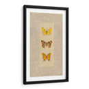 Mariposa Trio I - Wendy Russell | Cuadro decorativo de Canvas Lab