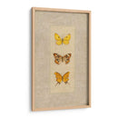 Mariposa Trio I - Wendy Russell | Cuadro decorativo de Canvas Lab