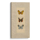 Mariposa Trio Ii - Wendy Russell | Cuadro decorativo de Canvas Lab
