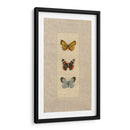 Mariposa Trio Ii - Wendy Russell | Cuadro decorativo de Canvas Lab