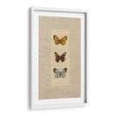 Mariposa Trio Ii - Wendy Russell | Cuadro decorativo de Canvas Lab