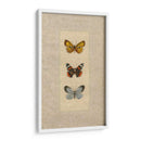Mariposa Trio Ii - Wendy Russell | Cuadro decorativo de Canvas Lab