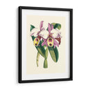 Magnífica Orquídea I - Vision Studio | Cuadro decorativo de Canvas Lab