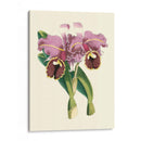 Magnífica Orquídea Ii - Vision Studio | Cuadro decorativo de Canvas Lab
