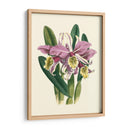 Magnífica Orquídea Iv - Vision Studio | Cuadro decorativo de Canvas Lab