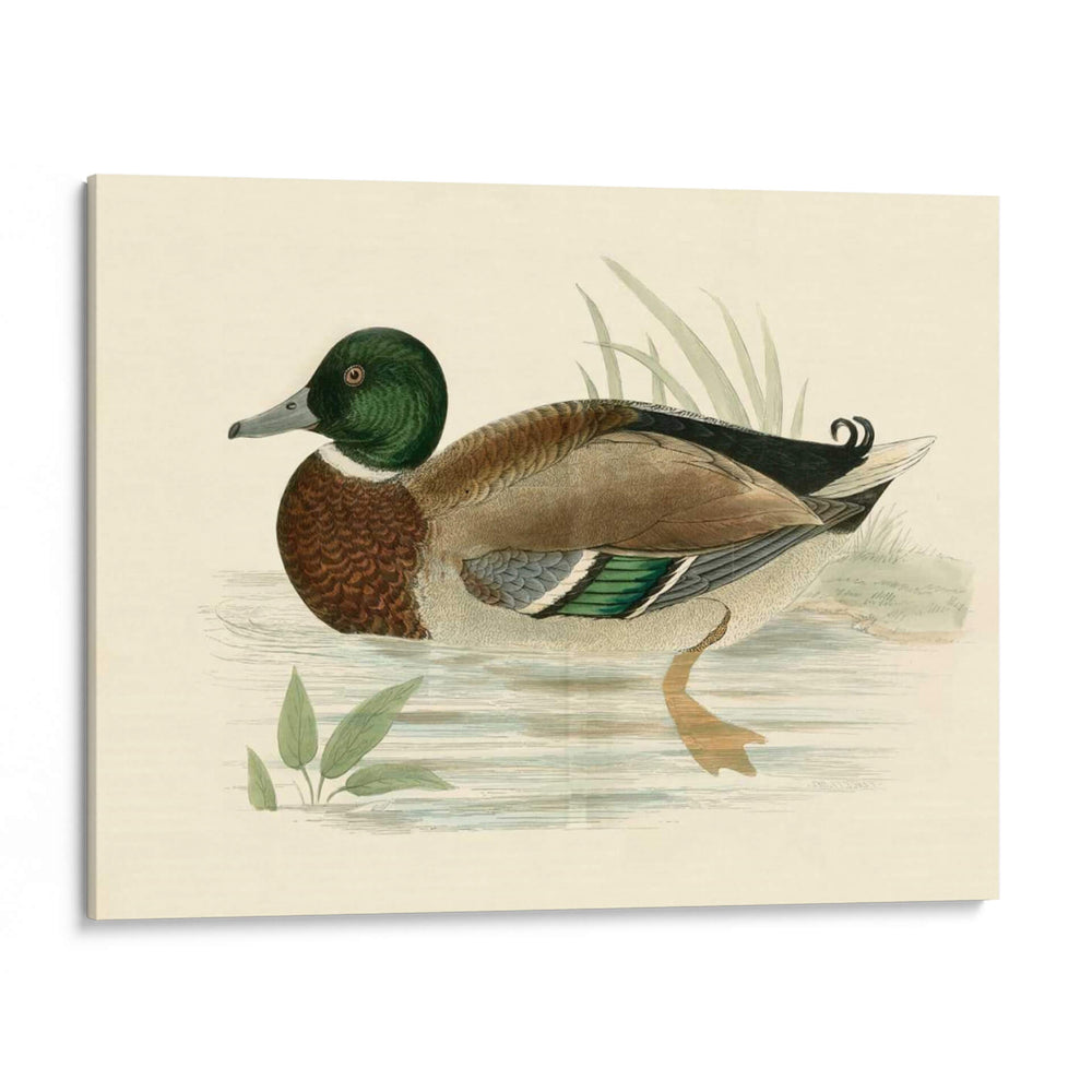 Morris Ducks I - Morris | Cuadro decorativo de Canvas Lab