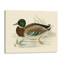 Morris Ducks I - Morris | Cuadro decorativo de Canvas Lab