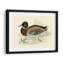 Morris Ducks I - Morris | Cuadro decorativo de Canvas Lab
