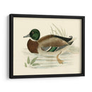Morris Ducks I - Morris | Cuadro decorativo de Canvas Lab