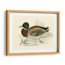 Morris Ducks I - Morris | Cuadro decorativo de Canvas Lab