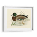 Morris Ducks I - Morris | Cuadro decorativo de Canvas Lab