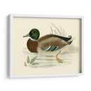 Morris Ducks I - Morris | Cuadro decorativo de Canvas Lab