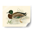 Morris Ducks I - Morris | Cuadro decorativo de Canvas Lab