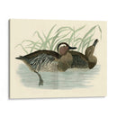 Morris Ducks Ii - Morris | Cuadro decorativo de Canvas Lab