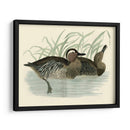 Morris Ducks Ii - Morris | Cuadro decorativo de Canvas Lab