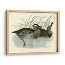 Morris Ducks Ii - Morris | Cuadro decorativo de Canvas Lab