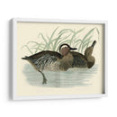 Morris Ducks Ii - Morris | Cuadro decorativo de Canvas Lab