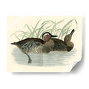 Morris Ducks Ii - Morris | Cuadro decorativo de Canvas Lab