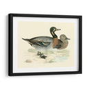 Morris Ducks Iii - Morris | Cuadro decorativo de Canvas Lab