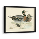 Morris Ducks Iii - Morris | Cuadro decorativo de Canvas Lab