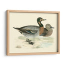 Morris Ducks Iii - Morris | Cuadro decorativo de Canvas Lab