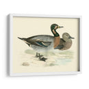 Morris Ducks Iii - Morris | Cuadro decorativo de Canvas Lab