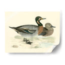 Morris Ducks Iii - Morris | Cuadro decorativo de Canvas Lab