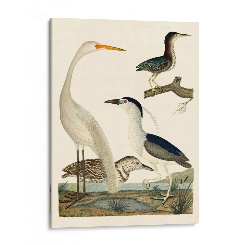 Familia Heron Ii - A. Wilson | Cuadro decorativo de Canvas Lab