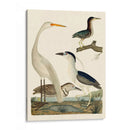 Familia Heron Ii - A. Wilson | Cuadro decorativo de Canvas Lab