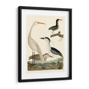 Familia Heron Ii - A. Wilson | Cuadro decorativo de Canvas Lab