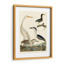 Familia Heron Ii - A. Wilson | Cuadro decorativo de Canvas Lab