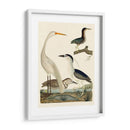 Familia Heron Ii - A. Wilson | Cuadro decorativo de Canvas Lab