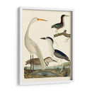 Familia Heron Ii - A. Wilson | Cuadro decorativo de Canvas Lab